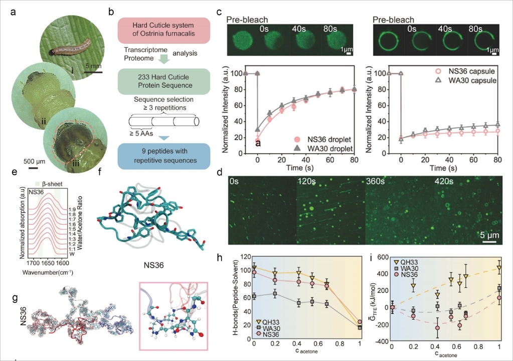 【創新在大工】生物工程學院科研團隊在昆蟲表皮蛋白自組裝機制及相關應用方面取得突破