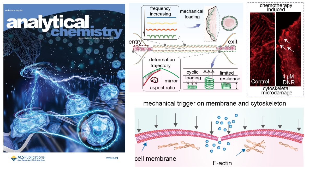 【創新在大工】我校科研團隊在腫瘤單細胞動力學檢測領域取得進展